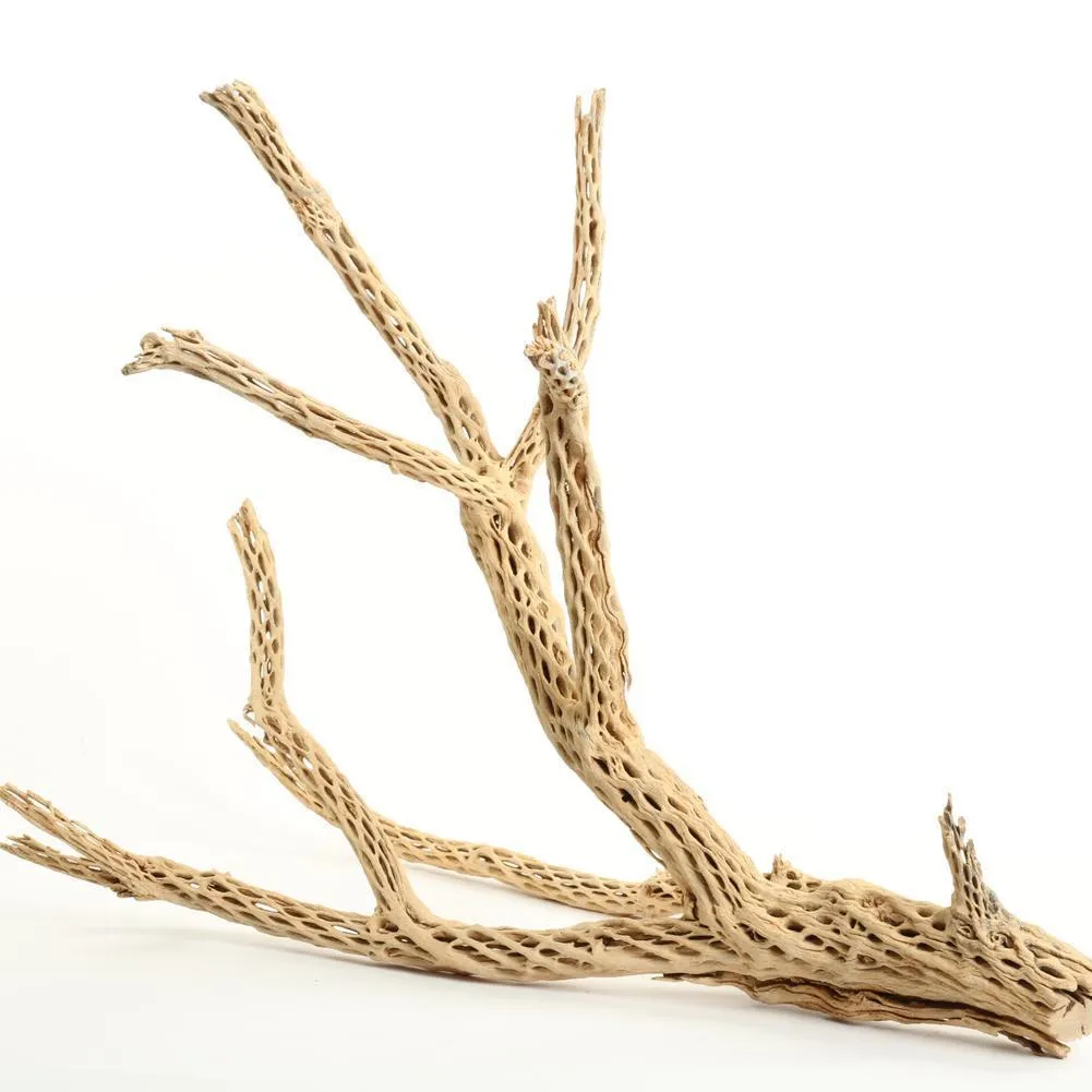 Cholla Cactus Wood Branch