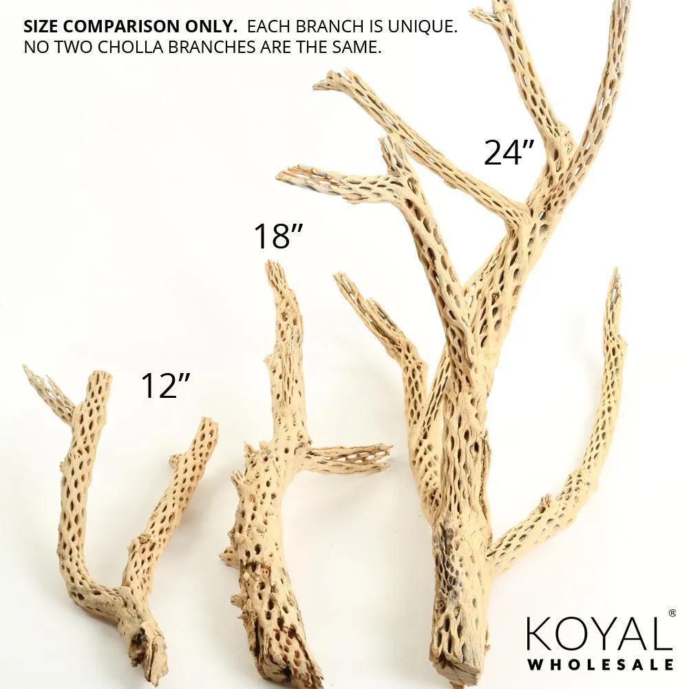 Cholla Cactus Wood Branch