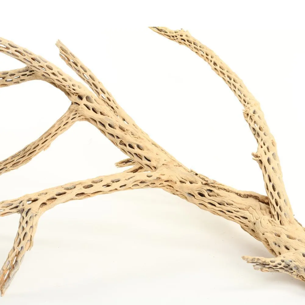 Cholla Cactus Wood Branch