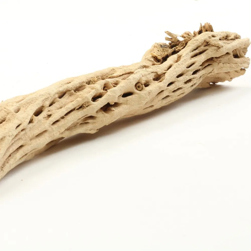 Cholla Cactus Wood Branch
