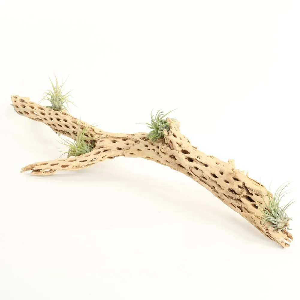 Cholla Cactus Wood Branch