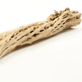 Cholla Cactus Wood Branch