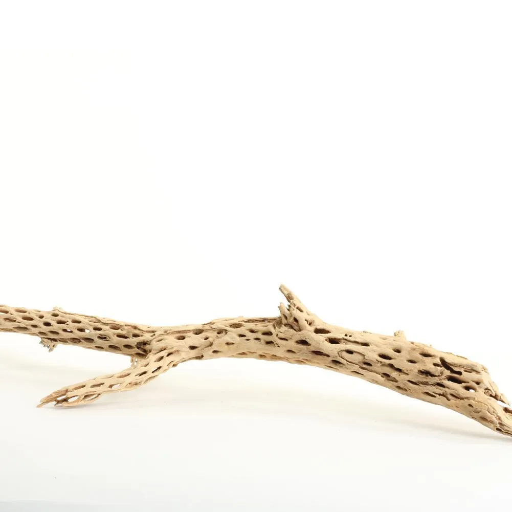 Cholla Cactus Wood Branch
