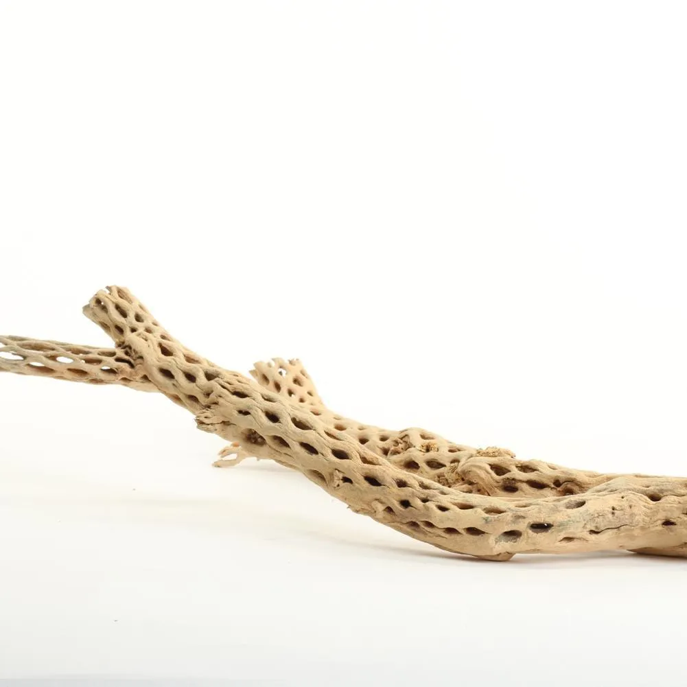 Cholla Cactus Wood Branch