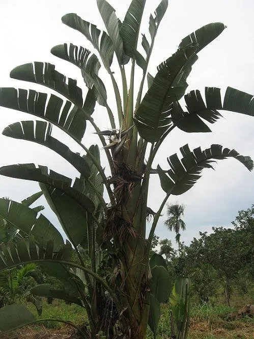 Strelizia Nicolai Evergreen Tree - Natal Wild Banana - Great White Bird of Paradise - Seeds