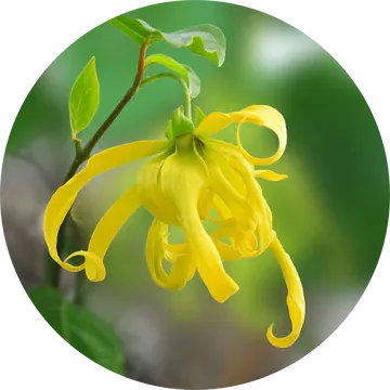 Ylang Complete Essential Oil - Living Libations